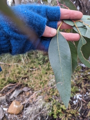 Eucalyptus urnigera, photograph (c) Nina Kerr, some rights reserved (CC BY)