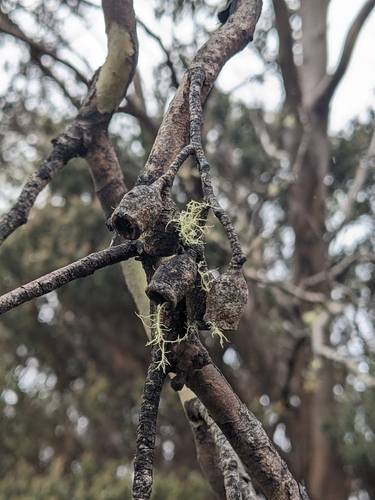 Eucalyptus urnigera, photograph 6