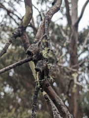 Eucalyptus urnigera, photograph (c) Nina Kerr, some rights reserved (CC BY)