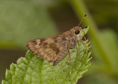 Polites vibex praeceps