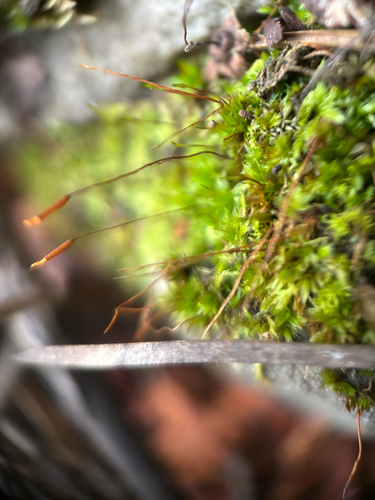 Mucronate Screw Moss