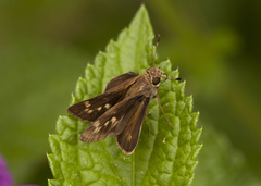 Polites vibex praeceps