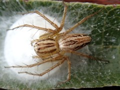 Oxyopes elegans