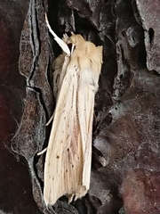 Ichneutica semivittata