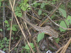 Sceloporus scalaris