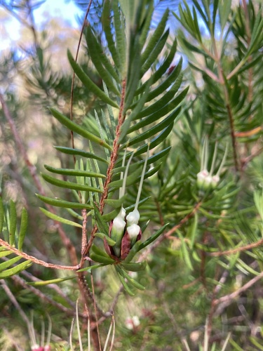 Darwinia procera, photograph 2