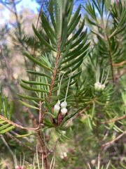Darwinia procera, photograph (c) Laura Fernández Winzer, some rights reserved (CC BY)