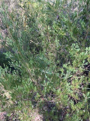 Darwinia procera, photograph (c) Laura Fernández Winzer, some rights reserved (CC BY)