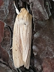 Ichneutica semivittata