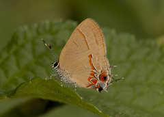 Calycopis isobeon