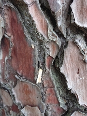 Ichneutica semivittata