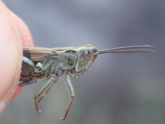 Chorthippus binotatus binotatus