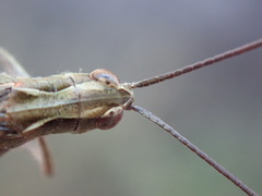 Chorthippus binotatus binotatus