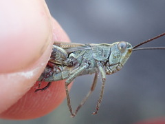 Chorthippus binotatus binotatus