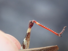 Chorthippus binotatus binotatus