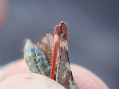 Chorthippus binotatus binotatus