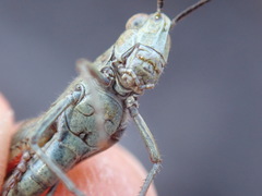 Chorthippus binotatus binotatus