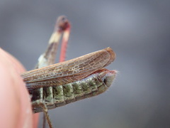 Chorthippus binotatus binotatus