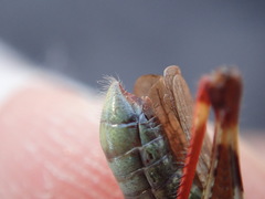 Chorthippus binotatus binotatus