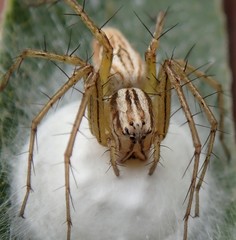 Oxyopes elegans