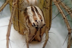 Oxyopes elegans