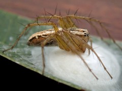 Oxyopes elegans