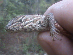 Sceloporus scalaris