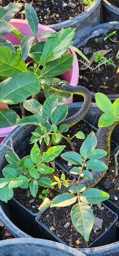 Common Tree Snake sighting