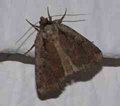 Eueretagrotis attentus