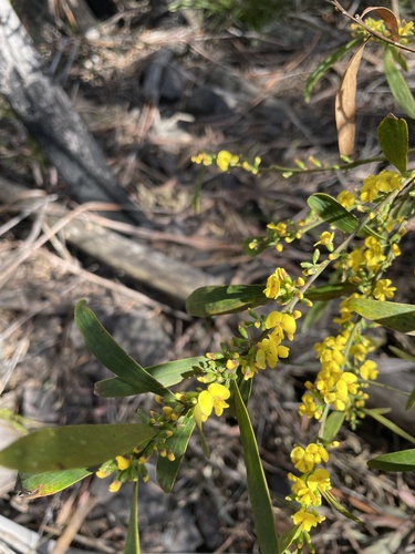Daviesia suaveolens, 2025-10-08