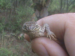 Sceloporus scalaris