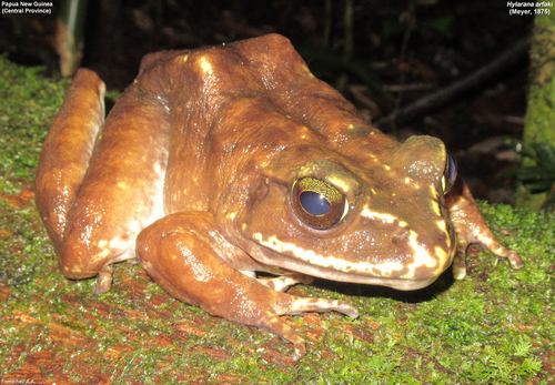 Arfak Mountains frog, Hylarana arfaki