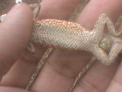 Sceloporus scalaris