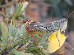 Chorthippus binotatus binotatus