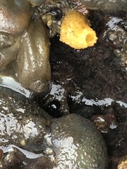 Halichondria bowerbanki