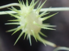 Echinopepon minimus