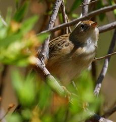 Cisticola cherina