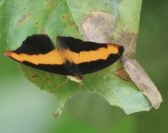 Catonephele mexicana