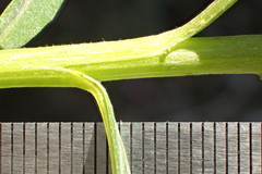 Senecio linearifolius