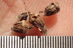 Senecio linearifolius