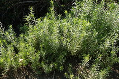 Senecio linearifolius