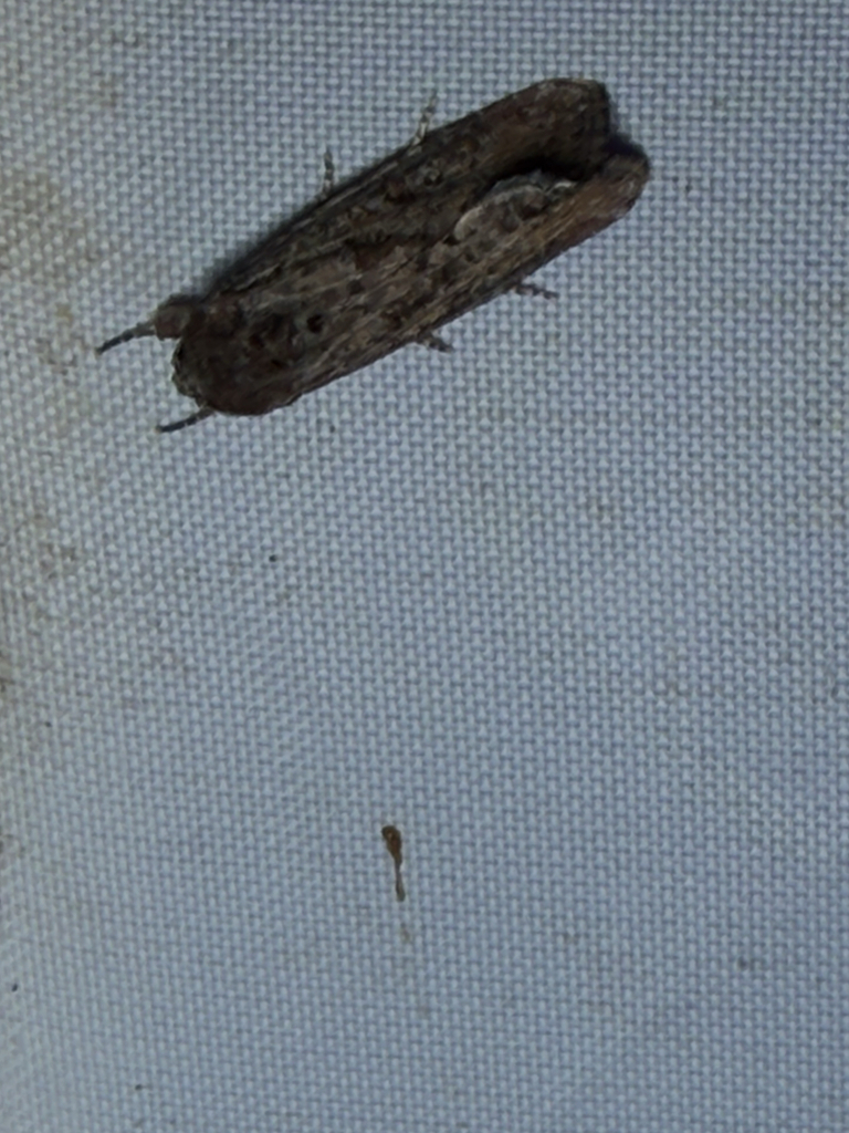 Fall Armyworm Moth from El Portal Dr, Hollywood Park, TX, US on October ...
