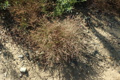 Limonium duriusculum