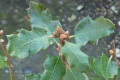 Quercus dumosa dumosa