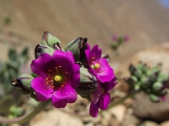 Cistanthe lamprosperma