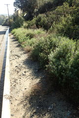 Senecio linearifolius