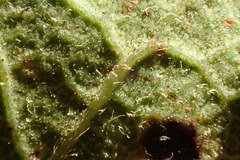 Quercus dumosa dumosa