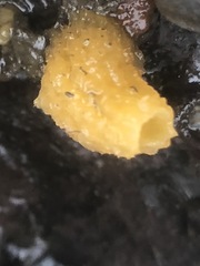 Halichondria bowerbanki