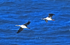 Leucocarbo georgianus