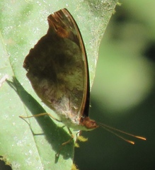 Catonephele mexicana
